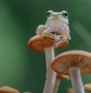 Meet your Posher, Lexi